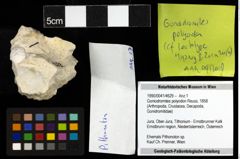 Foto (Objekt + Etiketten) von Goniodromites polyodon (Reuss, 1858) 